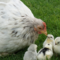 In business, what comes first the chicken or the egg?